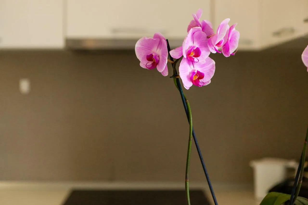 Nova Apartment Split